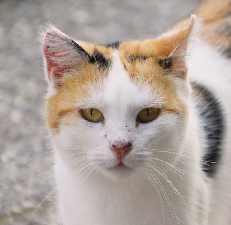 domestic Animals, animal body part, soft, cat face, domestic Cat, color, cats eyes, kitten, mouse, young animal, curious, animal themes, cat and mouse