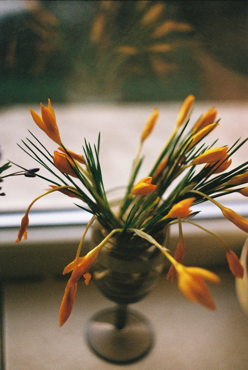 fresh, bouquet, plant, freshness, feeling, flowering plant, soft colors, bucharest, romania, analog, film, beauty in nature, nature, plant part, close-up