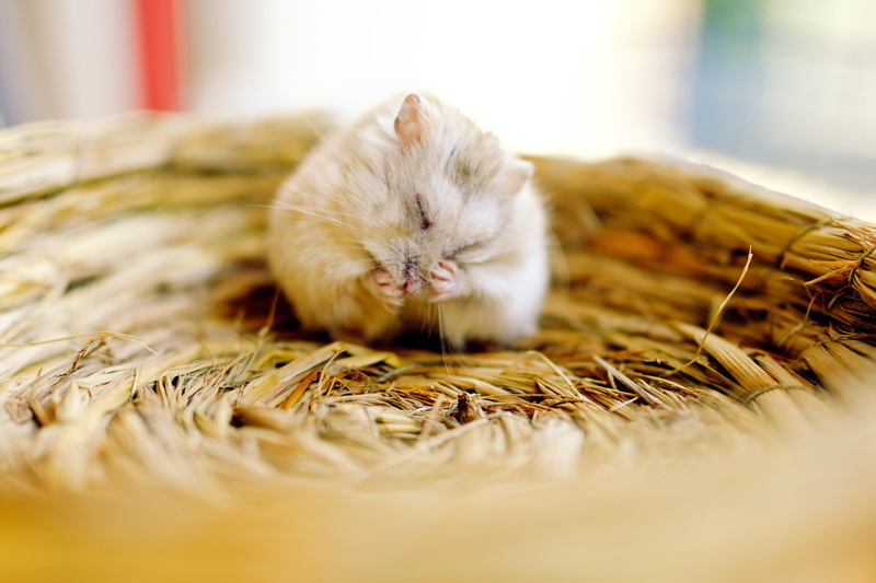 5K, fashion, pets, hamster, d500, nikon, domestic animals, no people, vertebrate, indoors, beautiful, nature, mouse, close-up, animal themes, young animal