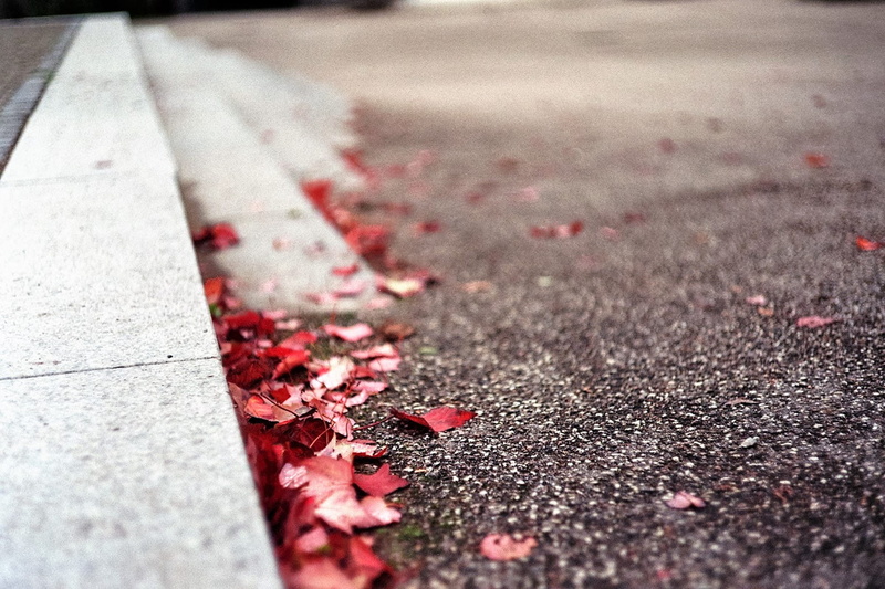 red, background, red leaf, day, flower, surface level, leaf, plant, 1080P, germany, soft, grain, dry, bokeh, outdoors, film, nature, sidewalk, analogue