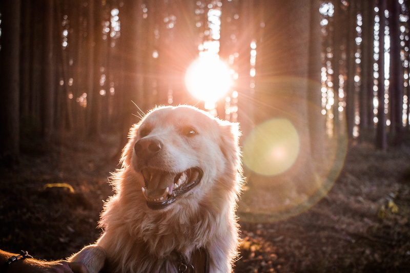 domestic, sunbeam, near, golden, back lit, pets, bavarium, mouth open, sundown, focus on foreground, trees, sunset, sunshine, purebred dog, mammal, nature