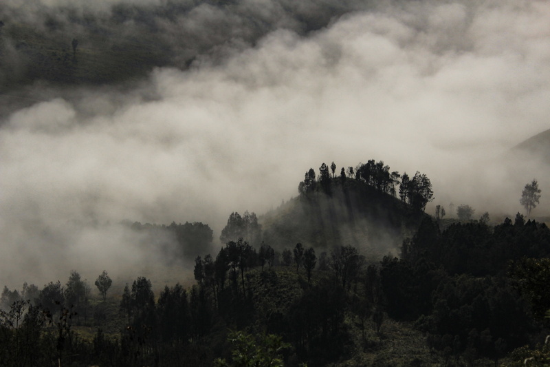 mist, asia, autumn, forest, wood, fog, tranquility, environment, garden, plant, sky, smoke - physical structure, foliage, nobody, indonesia, beauty in nature