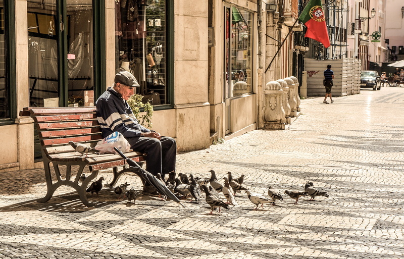 birds, men, old, animal wildlife, surrounded, mammal, animals, group of animals, elderly, urban Scene, domestic, portugal, sidewalk, bench, street, senior