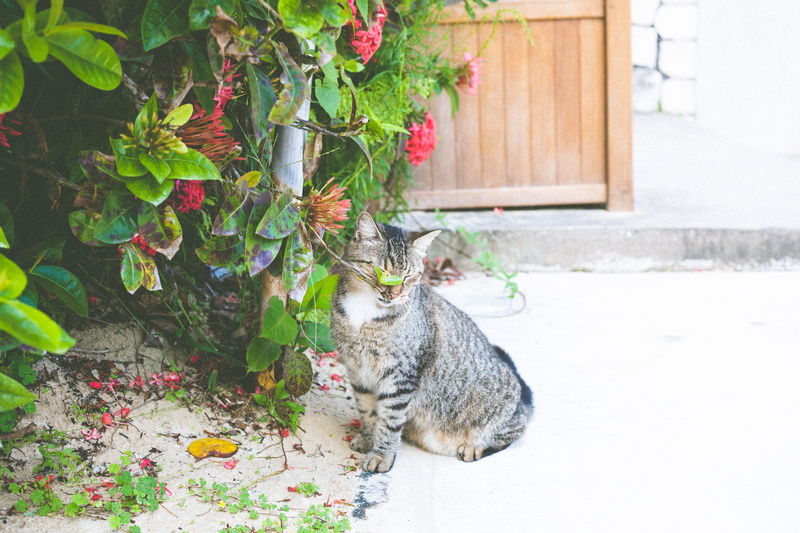 plant, outdoors, beach, animal, jamaica, pets, leaf, domestic animals, feline, mammal, relaxation, ocho rios, growth, vertebrate, one animal, cat, domestic cat