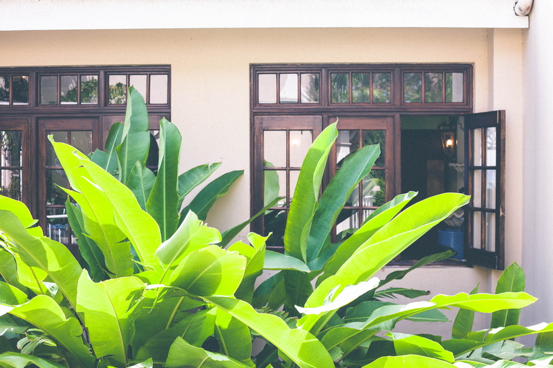 houseplant, nature, plant part, building exterior, no people, growth, leaf, close-up, green color, beauty in nature, plant, day, shutters, outdoors, built structure