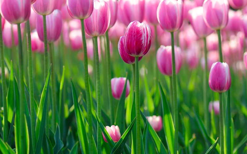 leaf, the desktop, vibrant Color, bright, blossom, flowers bokeh, botany, green Color, backgrounds, greens, bokeh, flowering plant, sunlight, pink, outdoors