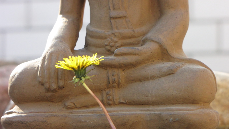 meditation, meditate, dandelion, garden design, flower head, daytime, flower, asia, outdoors, rest, yoga, gartendeko, belief, plant, gesture, religion