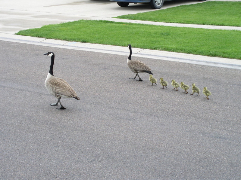 animal wildlife, canada goose, gosling, animals in the wild, family, 1080P, day, bird, outdoors, two animals, street, queue, group of animals, geese, animal