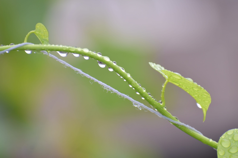 purity, 5K, growth, blade of grass, close-up, focus on foreground, beauty in nature, queue, outdoors, dew, droplets, raindrop, day, water, green color