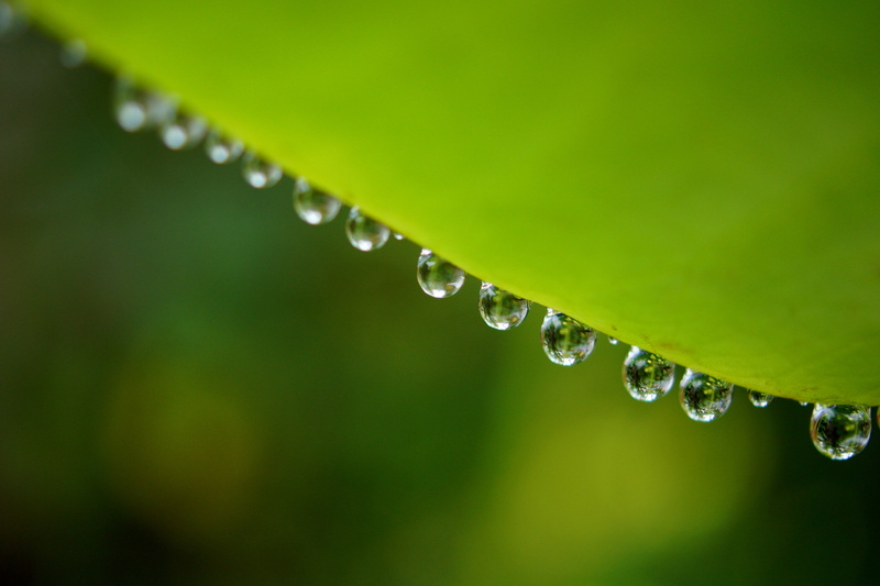 wet, plant, backgrounds, dew, nature, close-up, environment, Lotus, liquid, droplets, freshness, F2.8, Queue, rain, drop, grass, green Color, raindrop