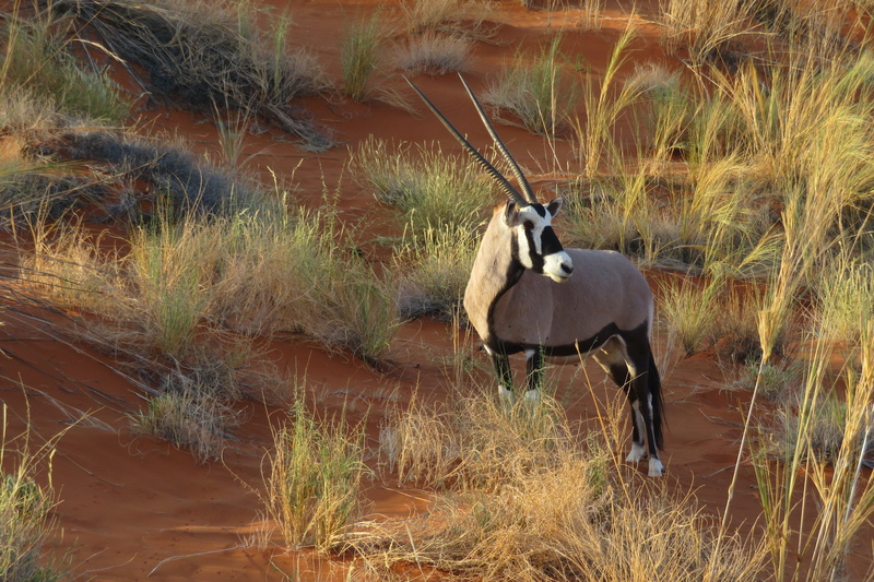 growth, dune, vertebrate, plant, animal, namibia, field, standing, airways, herbs, african, domestic animals, grass, outdoors, red, horns, oryx, herbivorous