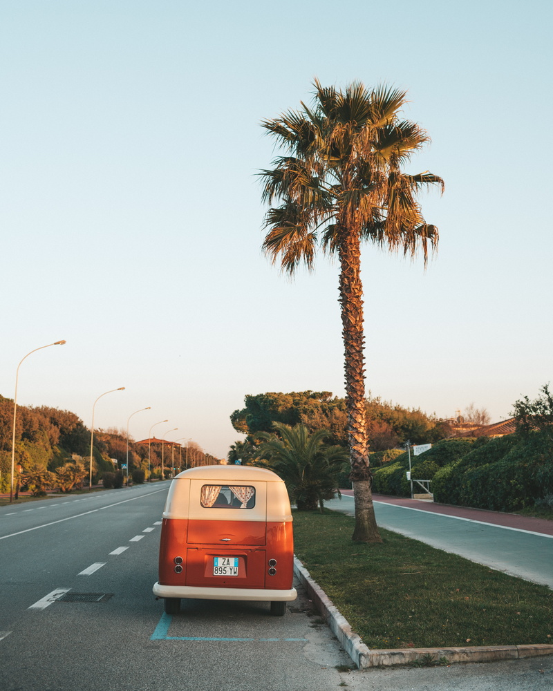 tree, street, land vehicle, goodlife, sky, palm tree, day, clear sky, transportation, white, tropical climate, growth, 5K, nature, road, mode of transportation
