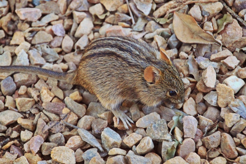 nager, no people, 2K, south africa, gravel, animal world, fur, africa, day, small, vertebrate, mouse, whisker, drawing, animal themes, pebble, nature