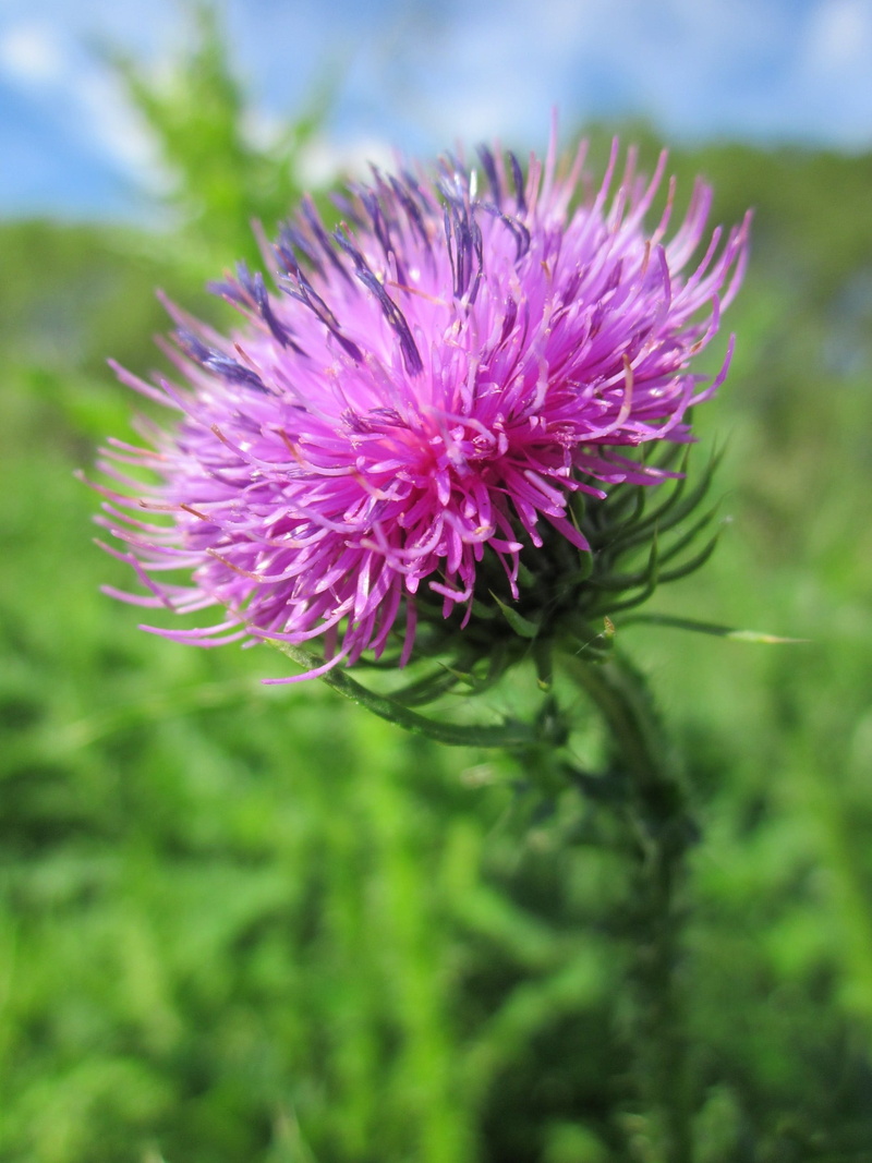 day, 1080P, inflorescence, flora, nature, focus on foreground, welted thistle, botany, outdoors, purple, flower, thistle, vulnerability, macro, flowering plant