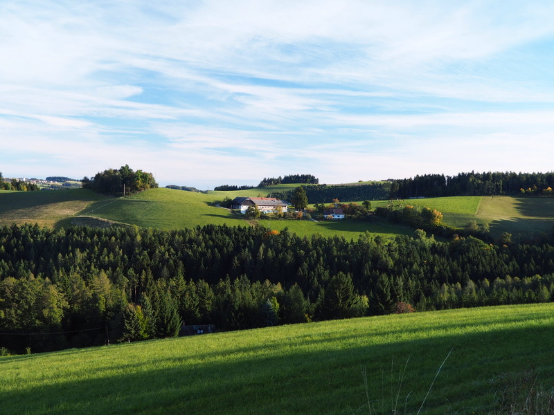 meadow, austria, beauty in nature, growth, blue sky, 1080P, rural scene, field, cloud - sky, green color, grass, green, tree, flora, romantic, relaxation
