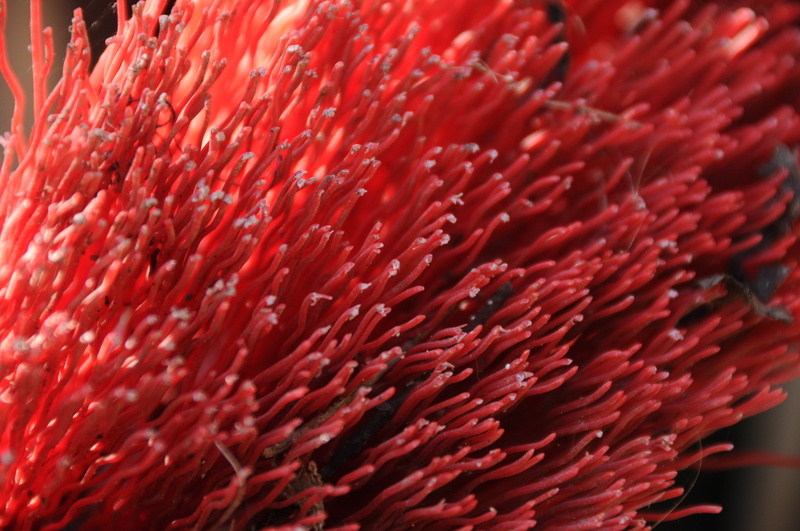 red, fragility, plastic, day, inflorescence, street broom, no people, flower head, close, vulnerability, broom bristles, indoors, 4K, beauty in nature