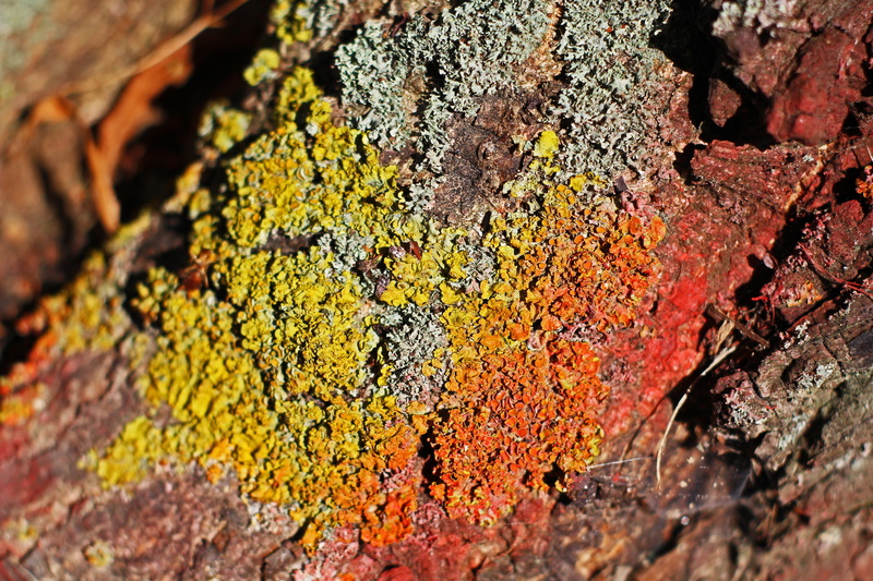tribe, cracked, ridge, lichen, log, chestnut, trunk, close-up, moss, tree bark, weathered, day, tree trunk, growth, plant, rauh, chestnut tree, nature