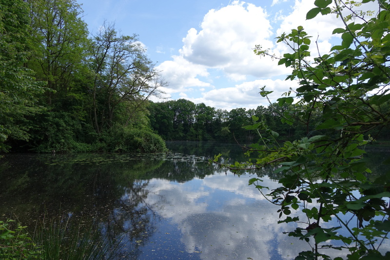 outdoors, cloud - sky, 4K, non-urban scene, nature, tranquility, tranquil scene, mühlheim, water, day, growth, beauty in nature, hesse, plant, summer