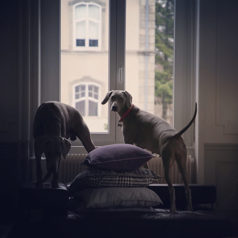 one animal, window, vertebrate, horse, domestic animals, mulhouse, day, livestock, animal, 5 rue mirabeau, pets, weimaraner, indoors, no people, home interior