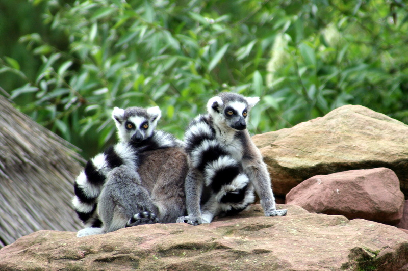 lemurs, group of animals, plant, 2K, wild, nature, mulhouse, zoo, animal family, forest, animals, animal wildlife, vertebrate, africa, madagascar, wildlife