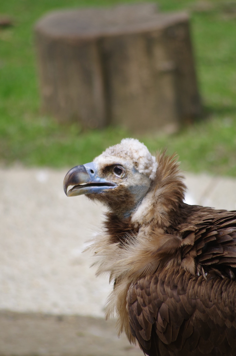 side view, bird, eagle, zoo, falcon - bird, bird of prey, looking, looking away, vautour moine, animal themes, animals in the wild, 4K, animal wildlife