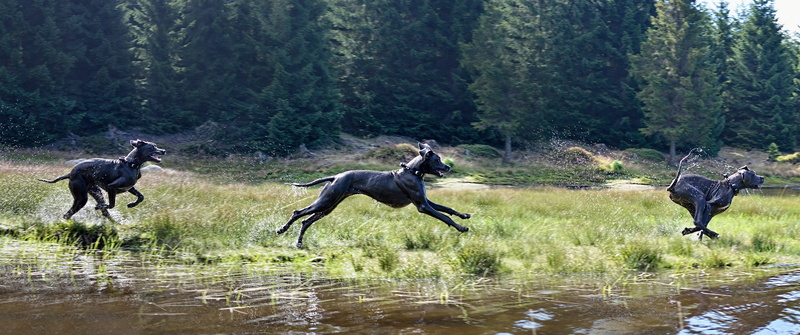 day, domestic animals, vertebrate, running, group of animals, running dog, great dane, lake, tree, run, no people, dog by the water, animal themes, water