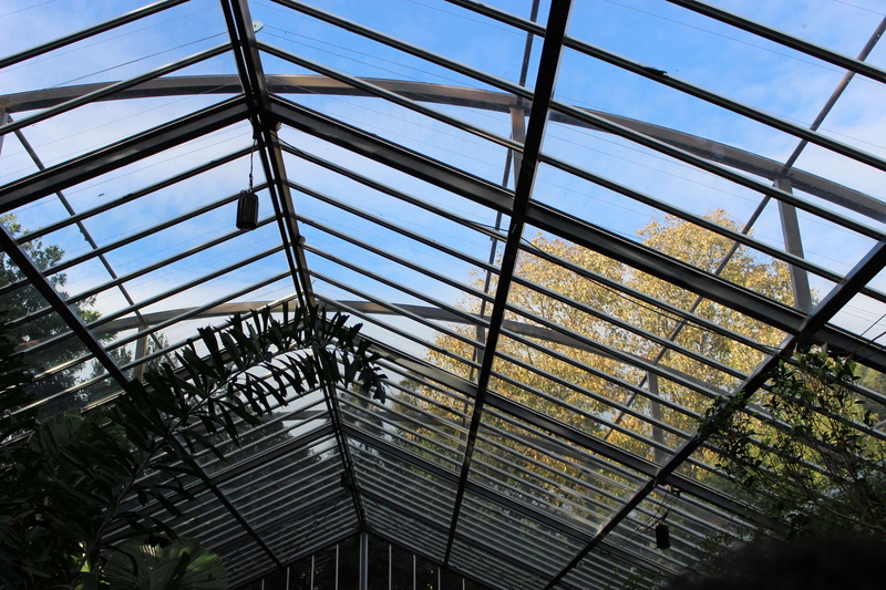 pattern, plant nursery, ceiling, nature, plants, alloy, greenery, day, inside, no people, steel, glass, skylight, sunroof, glass - material, 4K, design
