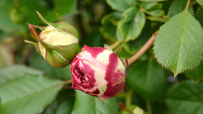 roses, growth, pink color, leaf, plant part, petal, evolution, plant, beauty in nature, fragility, springtime, rose, flower, day, outdoors, may 9, no people