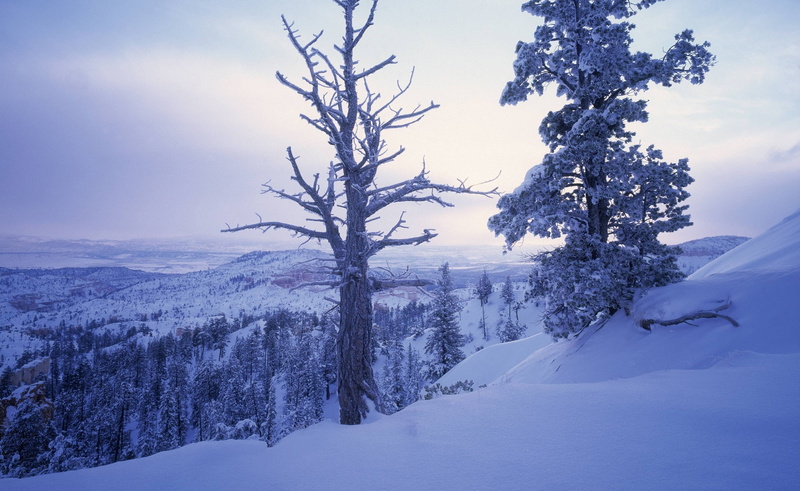 landscape, nature, cold temperature, 1080P, bare tree, scenics - nature, land, environment, plant, winter, deep snow, sky, covering, no people, trees