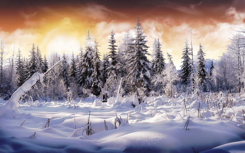 snow, version, winter day, trees, winter, wonderland, 1080P, forest, deep snow, cold place, snow on trees, nature, second, wonderl