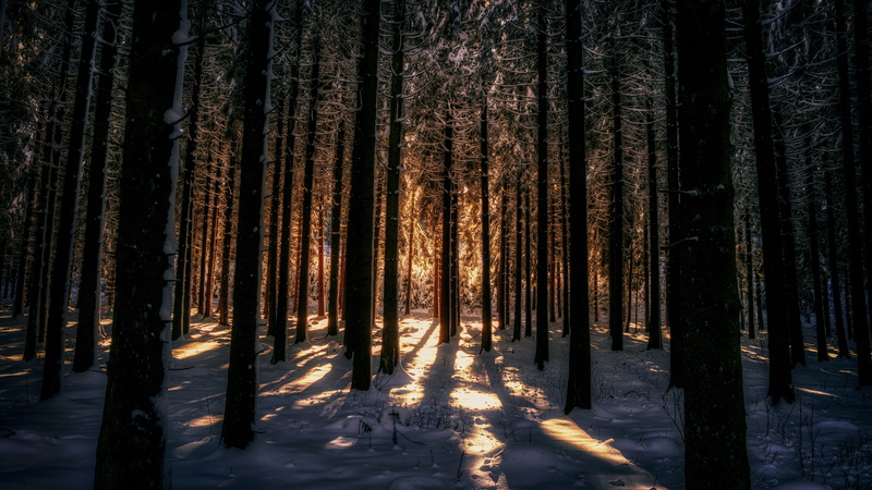 forest, day, sky, woodland, abundance, cold temperature, grove, light, tranquility, tranquil scene, outdoors, nature, winter, beauty in nature, plant, growth