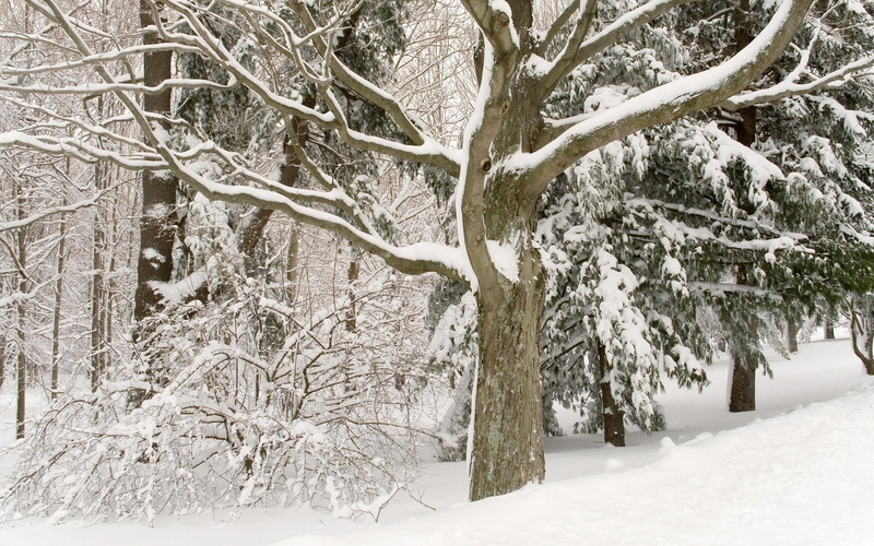 snow, white, 3d and abstract, cold, winter, long, deep, 2K, trees, branches, woods