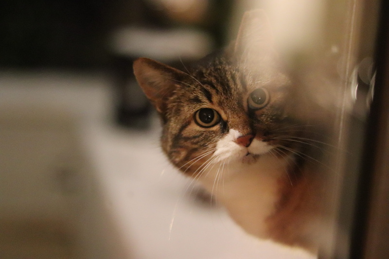 whisker, fire, manx, selective focus, portrait, mammal, kitten, pets, accessories, plywood, head, jewelry, animal themes, animal, no people, looking at camera