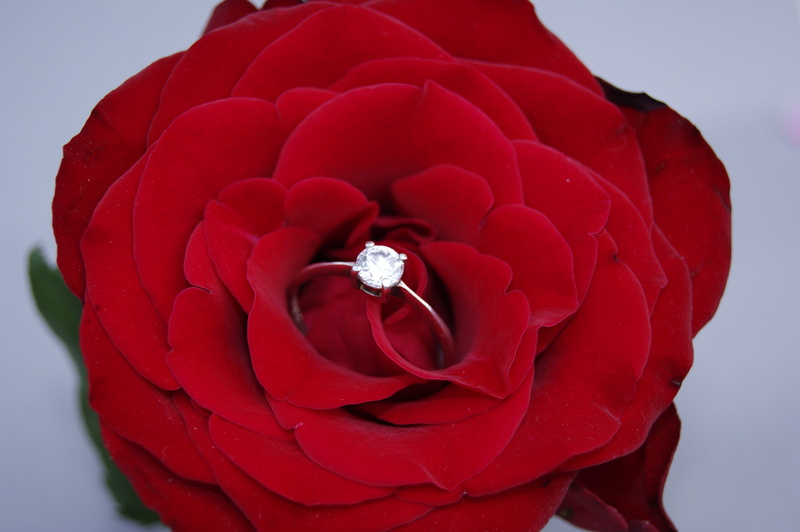 silver, roses, diamond, the delicacy, beauty in nature, closeup, 4K, beautiful, valentines day - holiday, colored, romance, red, wealth, flowering plant