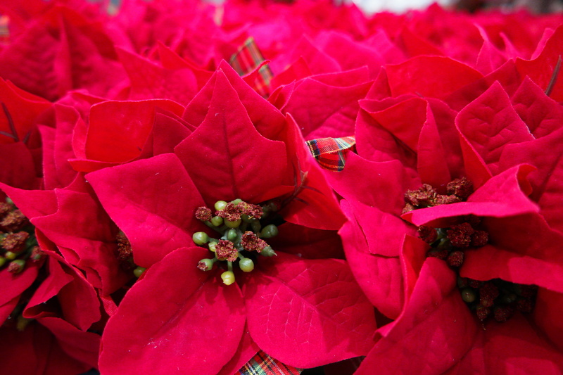close-up, wealth, red, lot, poinsettia, 5K, flower arrangement, bouquet, red flower, flowers, nature, flowering plant, christmas, wedding, petal, flower