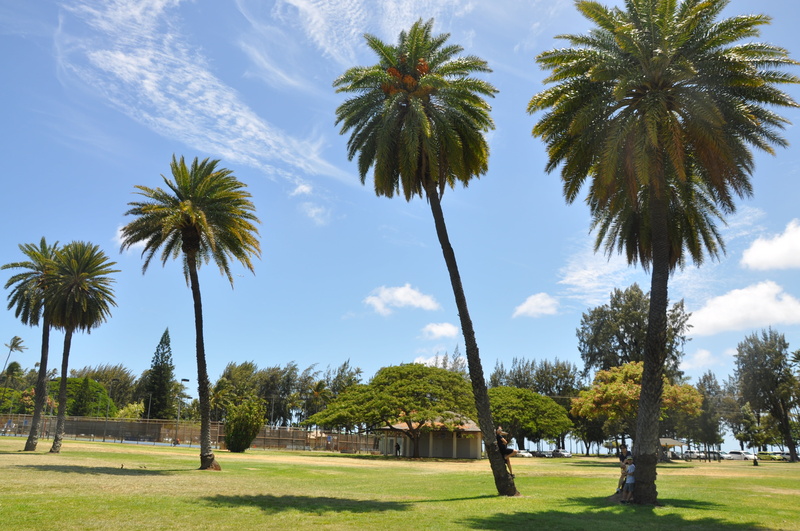 tropical climate, land, green - golf course, green color, no people, golf course, golf, tree trunk, tropical tree, tranquility, scenics - nature, palm Tree
