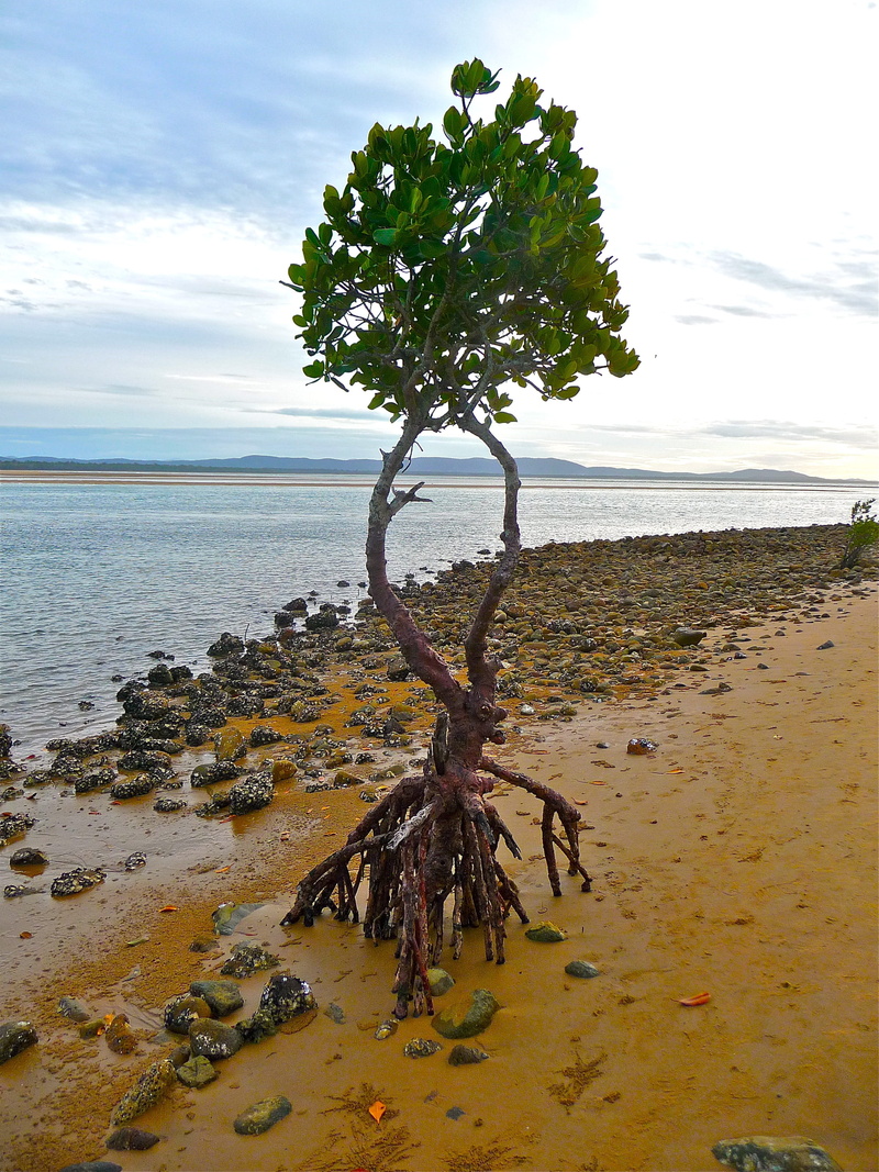 2K, lonely, horizon, cloud - sky, scenic, plant, Isolation, day, Mangrove, Tree, mangrove, Environment, single, self, conservation, beauty in nature, ocean