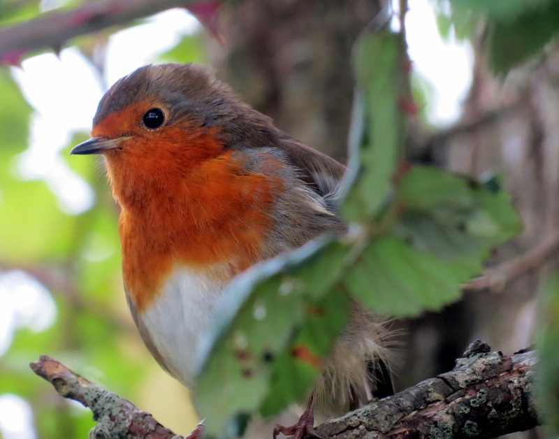 Robin, animals In The Wild, wild, nature, animal wildlife, songbird, rubecula, focus on foreground, red, tree, wildlife, close-up, European, passerine