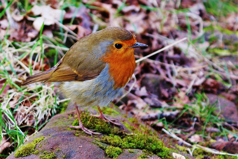 erithacus, wing, focus on foreground, passeres, singing, small, robin, season, land, animals in the wild, avian, cute, rubecula, beak, vertebrate, animal wildlife