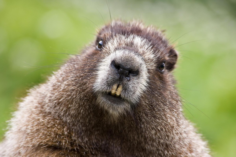 animals, front, gopher, teeth, brown, 1080P, cute, funny, two