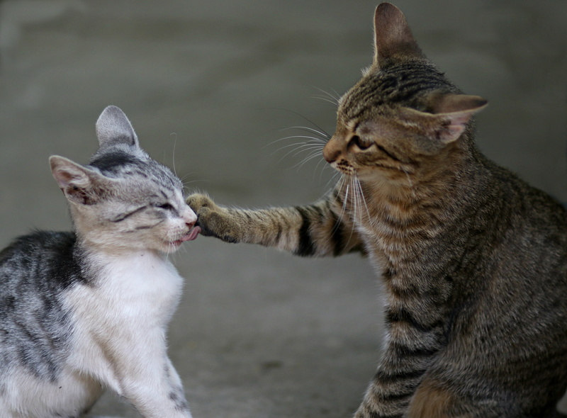 two, looking, animal, whisker, animal themes, cat, tabby, focus on foreground, day, togetherness, pets, play, animals, group of animals, no people, feline