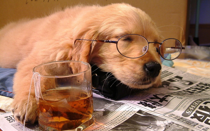 drink, 1080P, funny, cute, animals, tired, glasses, dog