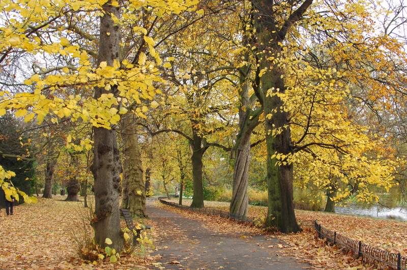 tree, direction, change, united kingdom, trees, leaf, land, autumn collection, yellow, the way forward, autumn, tranquil scene, leaves, footpath, park