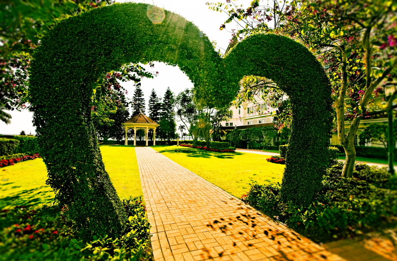 Love, Tree, formal garden, green color, outdoors, direction, beauty in nature, footpath, plant, the way forward, Disneyland, Green, growth, Lightroom, hongkong