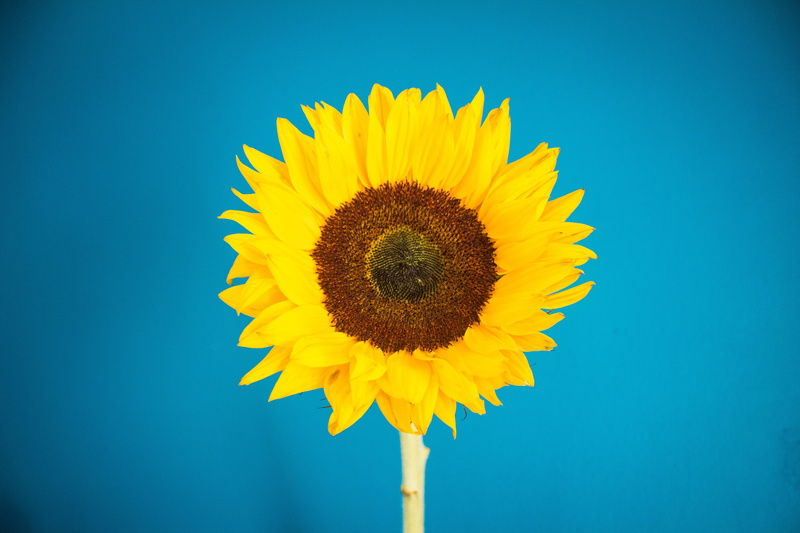 no people, fragility, pollen, flower head, beauty in nature, blue background, growth, plant, sunflower, close-up, vulnerability, yellow