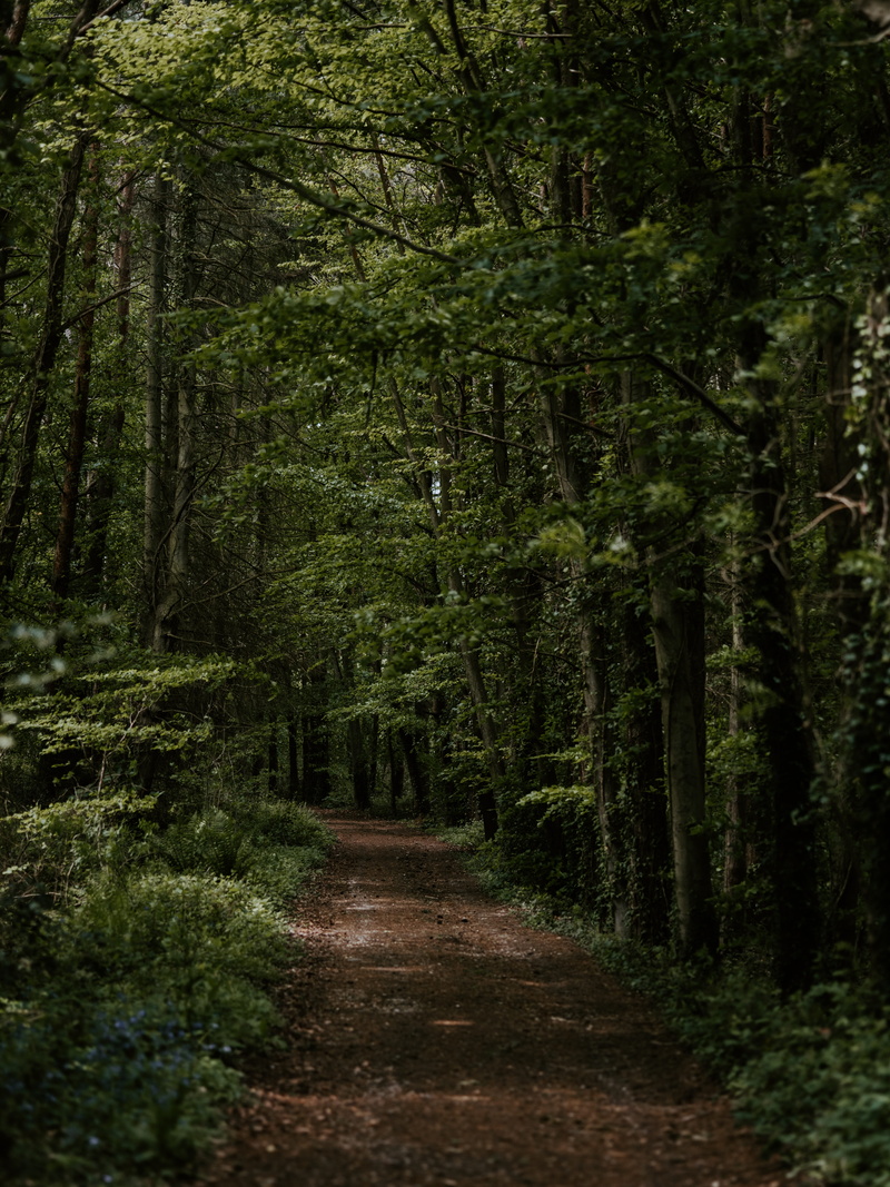 path, direction, tree, nature, trail, dirt road, the way forward, woodland, tranquil scene, day, outdoors, ground, walkway, jungle, plant, road, lush foliage