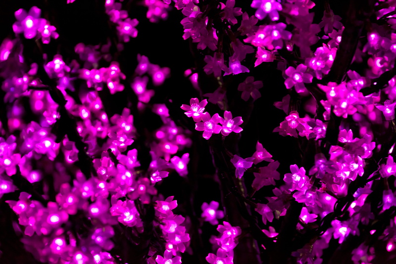 backgrounds, beauty in nature, growth, flower, glow, pink, light, abstract, glowing, string, outdoors, flower head, 4K, holiday, night, pattern, texture