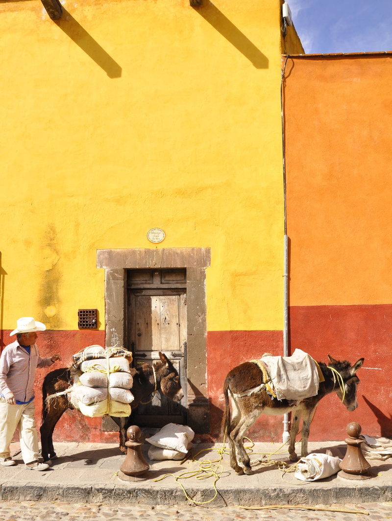 animal themes, animal, real people, domestic animals, 2K, built structure, san miguel de allende, building, nature, outdoors, representation, building exterior