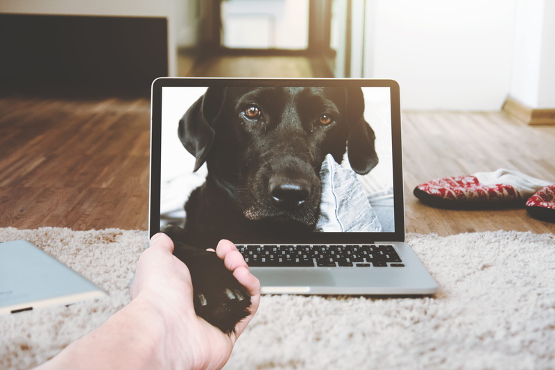 canine, displaying, computer, animal themes, screen, black, background, human body part, mammal, using laptop, vertebrate, laptop, human hand, pet, one animal