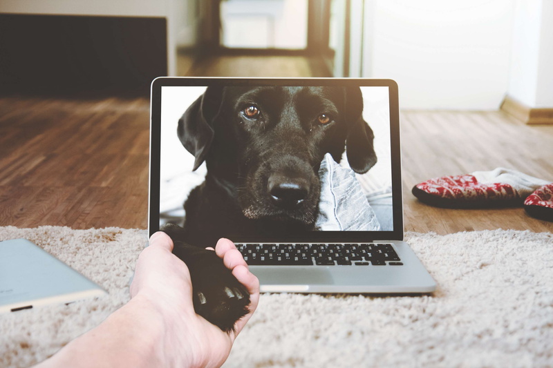 body part, animal, macbook, using laptop, handshake, human body part, indoors, pets, hand, one person, canine, 4K, apple device, home, looking, human hand